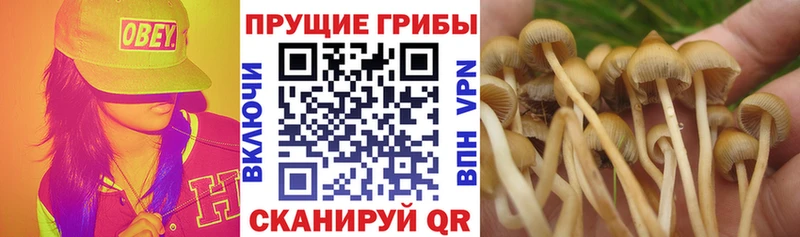 Купить где  Вязьма  Псилоцибиновые грибы мухоморы 